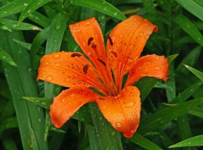 IMG_9674flo.jpg
