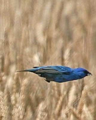 IMG_6000inbu.jpg