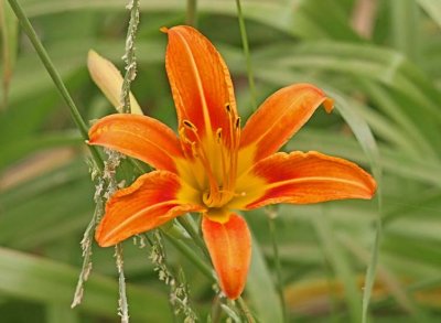 IMG_0281FLO.jpg