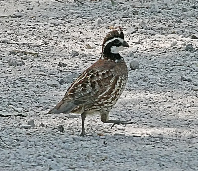 g6/47/622347/3/80604375.5c6UCIHk.jpg