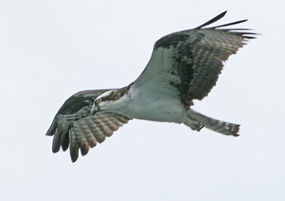IMG_7939OS.jpg
