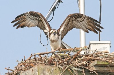 IMG_1062osp.jpg