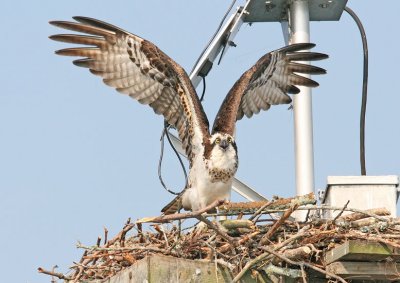 IMG_1063osp.jpg