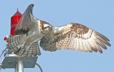 IMG_1066osp.jpg