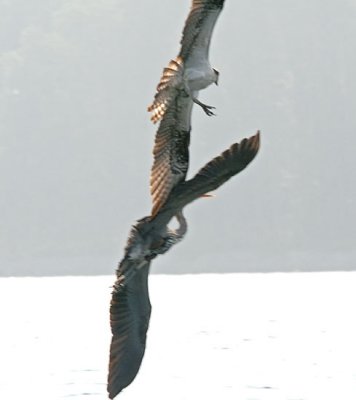 IMG_1193ospH.jpg