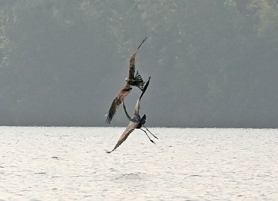 IMG_1198ospH.jpg