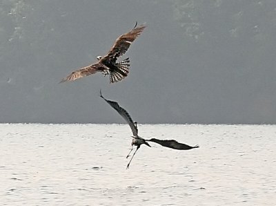 IMG_1199ospH.jpg