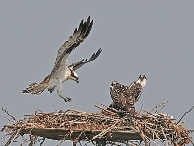 IMG_1264osp.jpg