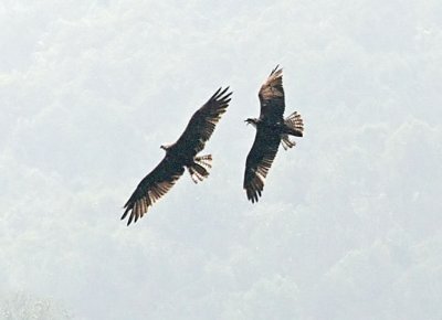 IMG_1326osp.jpg