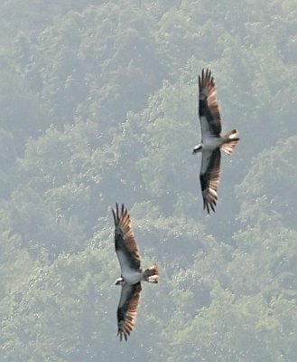IMG_1334osp.jpg