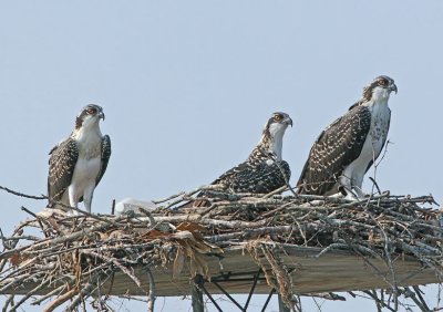 IMG_8154osp.jpg