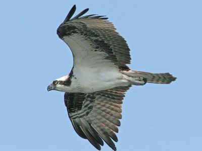 IMG_8223osp.jpg