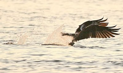 IMG_1471OSP.jpg