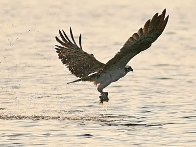IMG_1473OSP.jpg