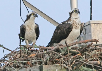IMG_8503osp.jpg
