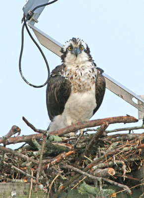 IMG_8526osp.jpg