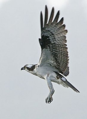 IMG_8585osp.jpg