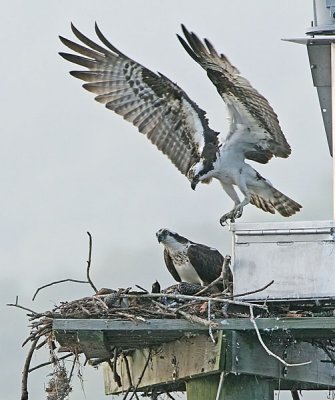 IMG_8610osp.jpg
