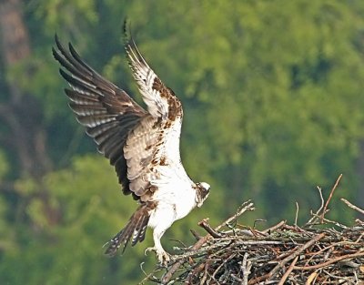IMG_8757osp.jpg