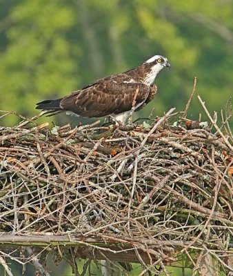 IMG_8792osp.jpg