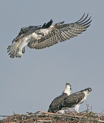 IMG_8986osp.jpg