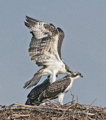 IMG_8992osp.jpg