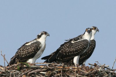 IMG_9003osp.jpg