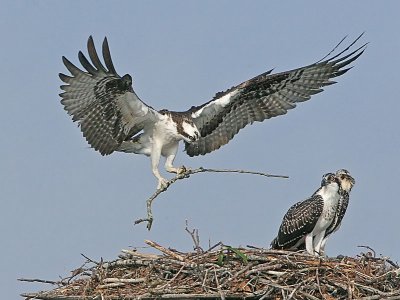 IMG_9022osp.jpg