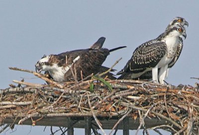 IMG_9034osp.jpg