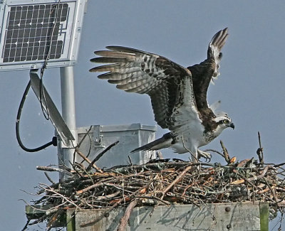 IMG_9084osp.jpg