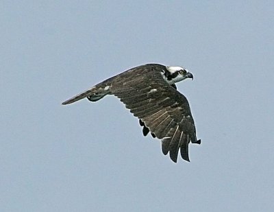 IMG_23OSP.jpg