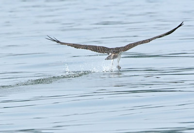 IMG_0115osp.jpg