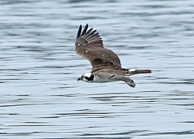 IMG_0120osp.jpg