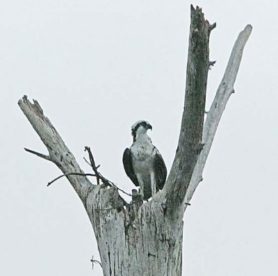 IMG_0328osp.jpg