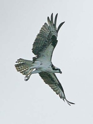 IMG_0331osp.jpg