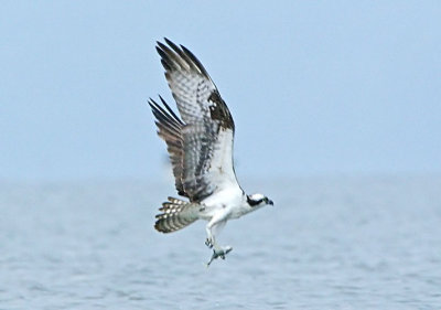 IMG_0425osp.jpg