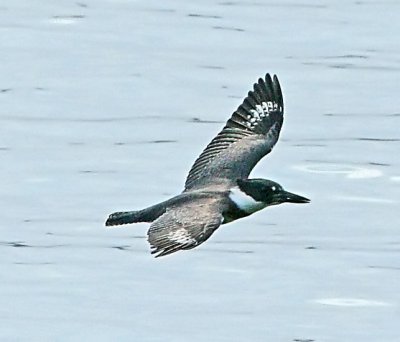 IMG_0440kf.jpg