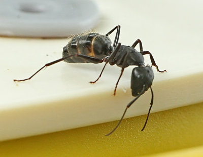 Ant Types