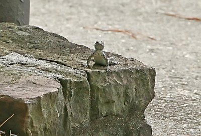 IMG_1078LIZ.jpg
