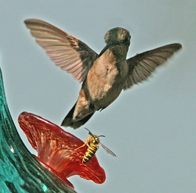 IMG_1940hum.jpg