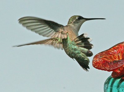 IMG_2003hum.jpg