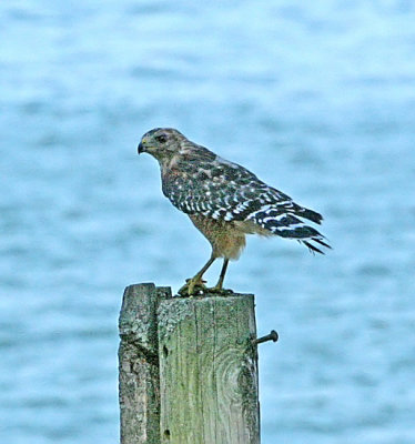 IMG_2314HK.jpg
