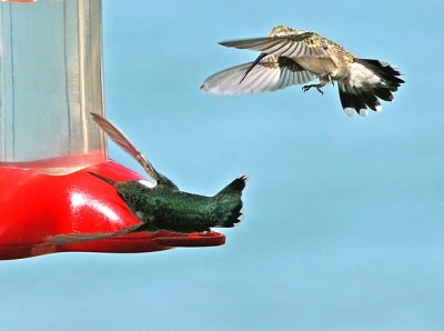 IMG_2301hum.jpg