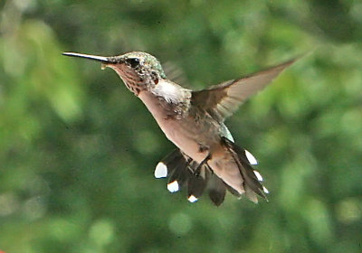 IMG_2228hum.jpg