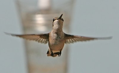 IMG_2404hum.jpg