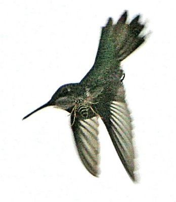 IMG_2487hum.jpg