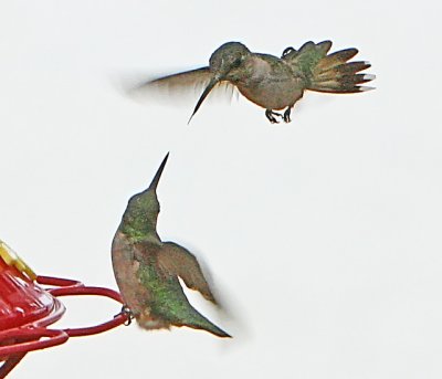 IMG_2718hum.jpg