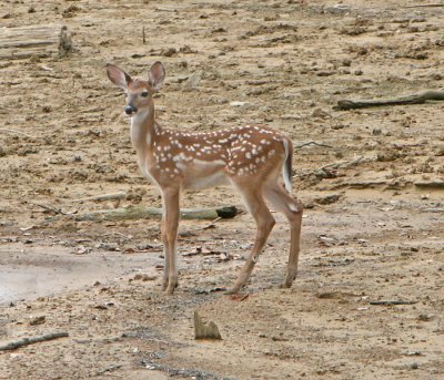 IMG_2926fawn.jpg