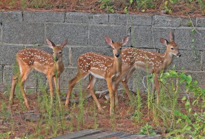 IMG_4439fawns.jpg