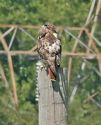 IMG_5606hwk.jpg